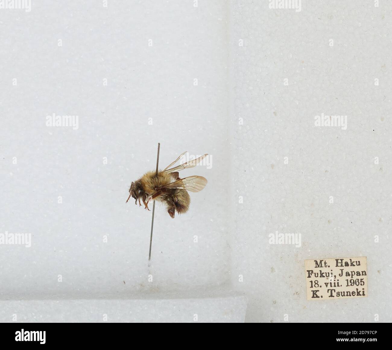 Mount Haku, Fukui, Japan, Bombus sp., Animalia, Arthropoda, Insecta ...