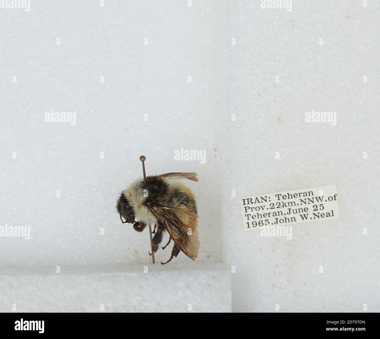 Iran Insects 22 km north northwest of tehran hi-res stock photography and images - Alamy