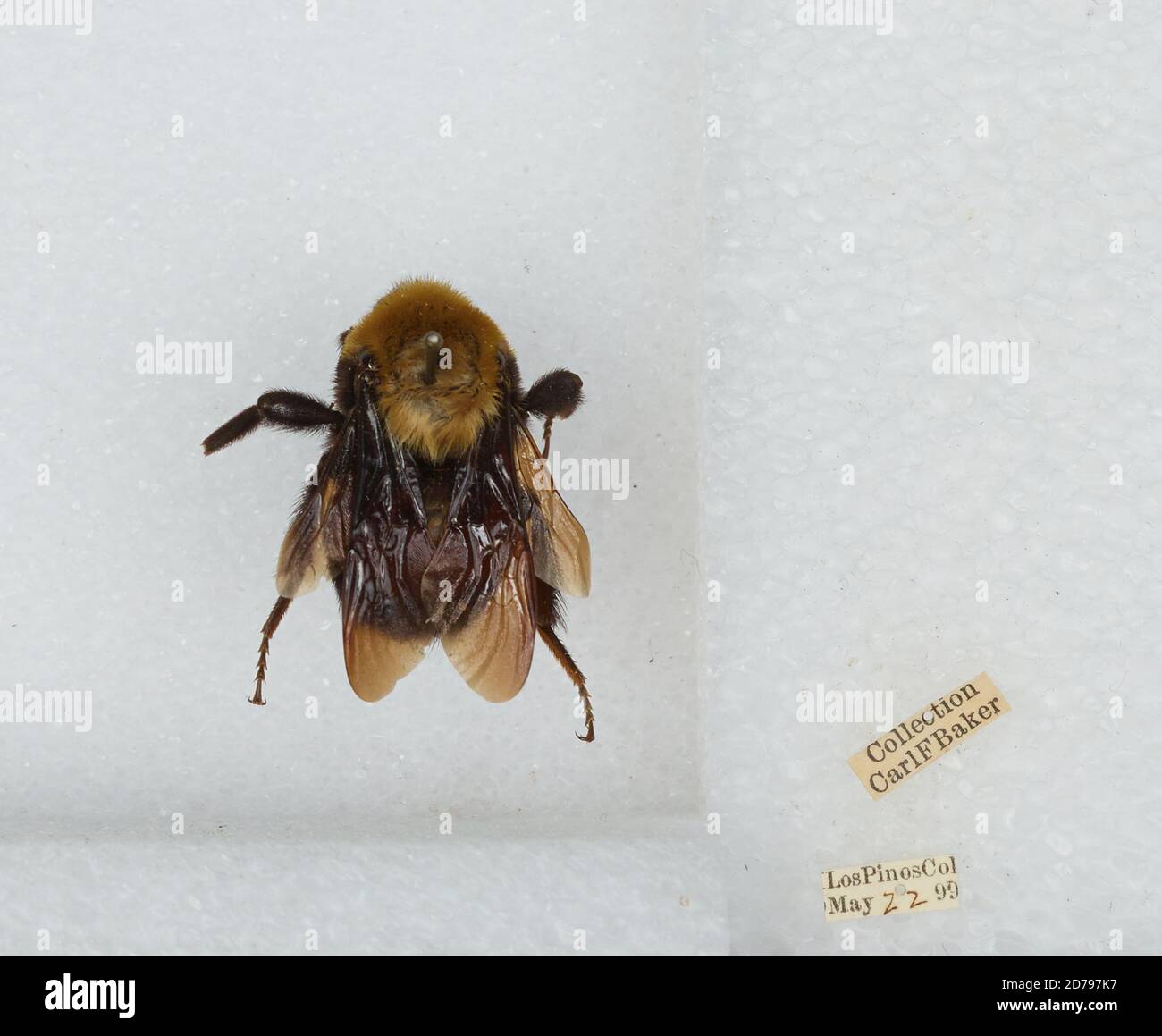 Los Pinos, Conejos, Colorado, United States, Bombus sp., Animalia