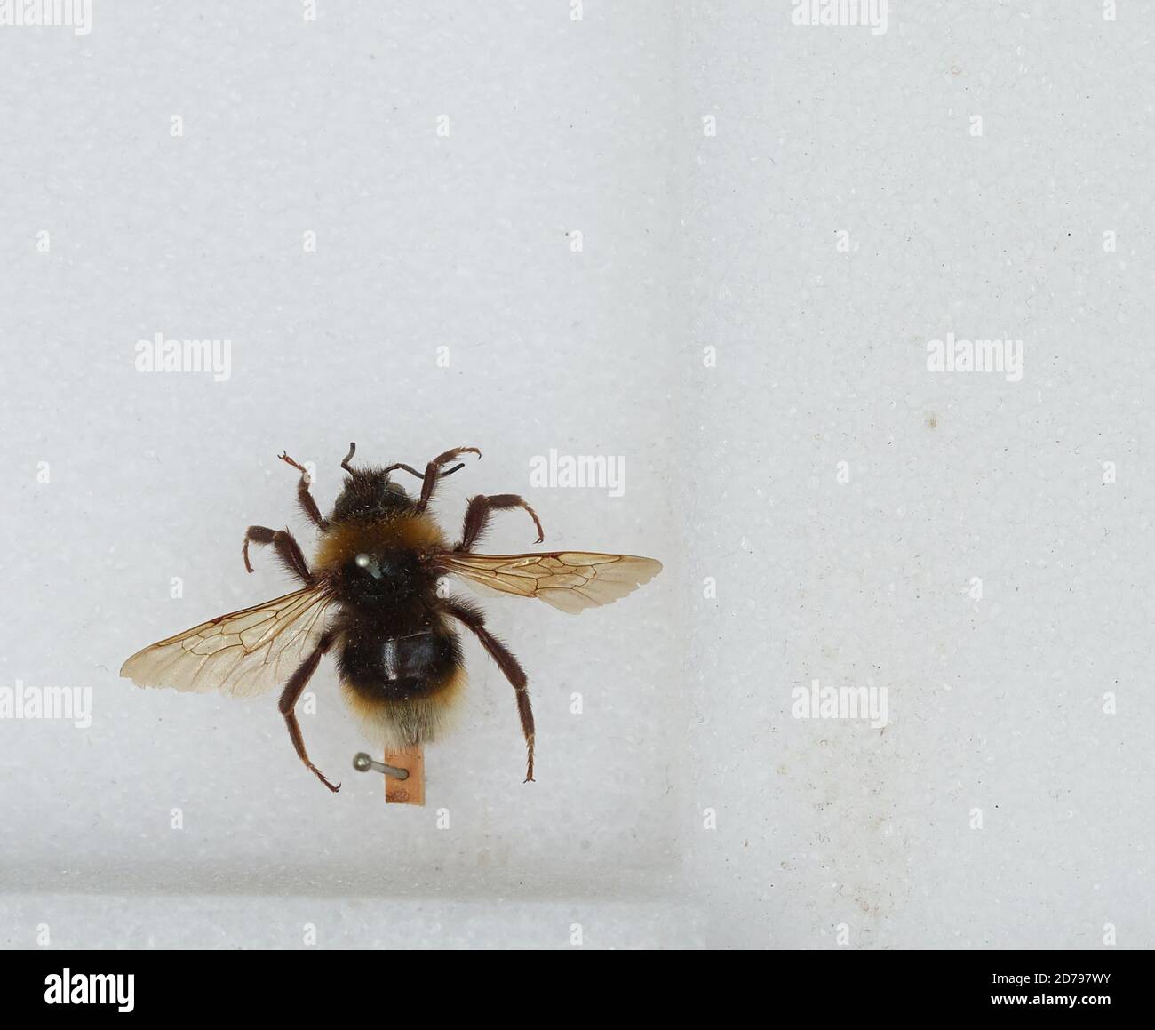 Bombus (Psithyrus) vestalis (Geoffroy), Animalia, Arthropoda, Insecta ...