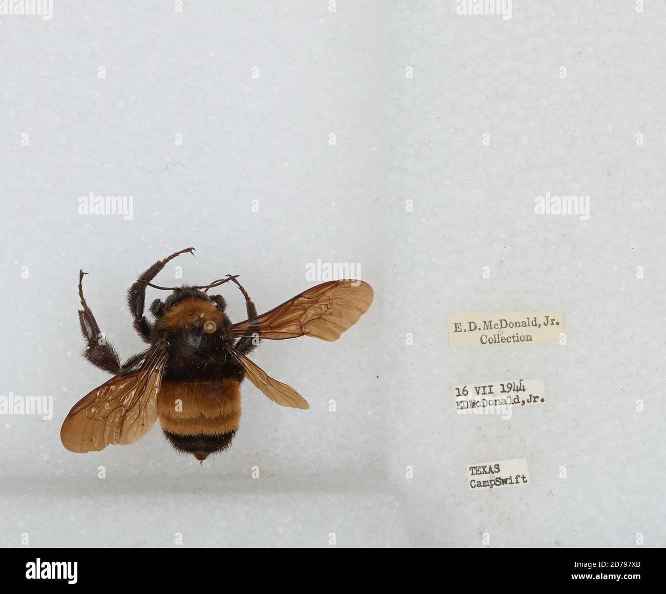 Camp Swift, Bastrop, Texas, United States, Bombus sp., Animalia