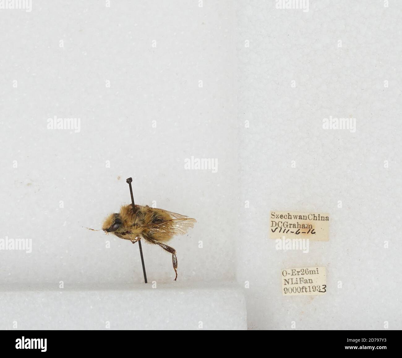 O-Er 26 mi N Li Fan, Sichuan, China, Bombus sp., Animalia, Arthropoda, Insecta, Hymenoptera, Apidae, Apinae Stock Photo