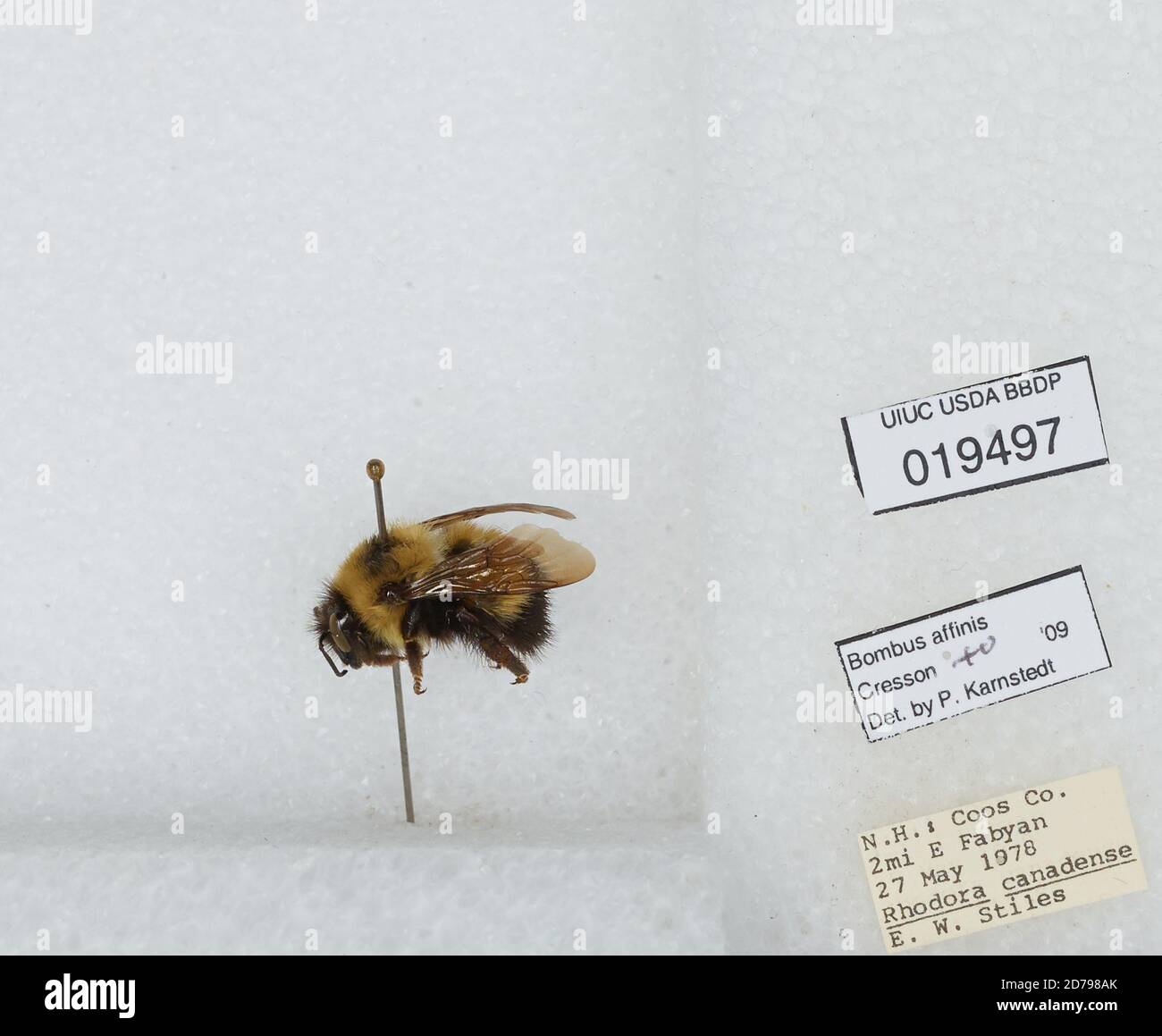Nh State Insect 2 miles East of Fabyan, Coos, New Hampshire, United States, Bombus sp ...