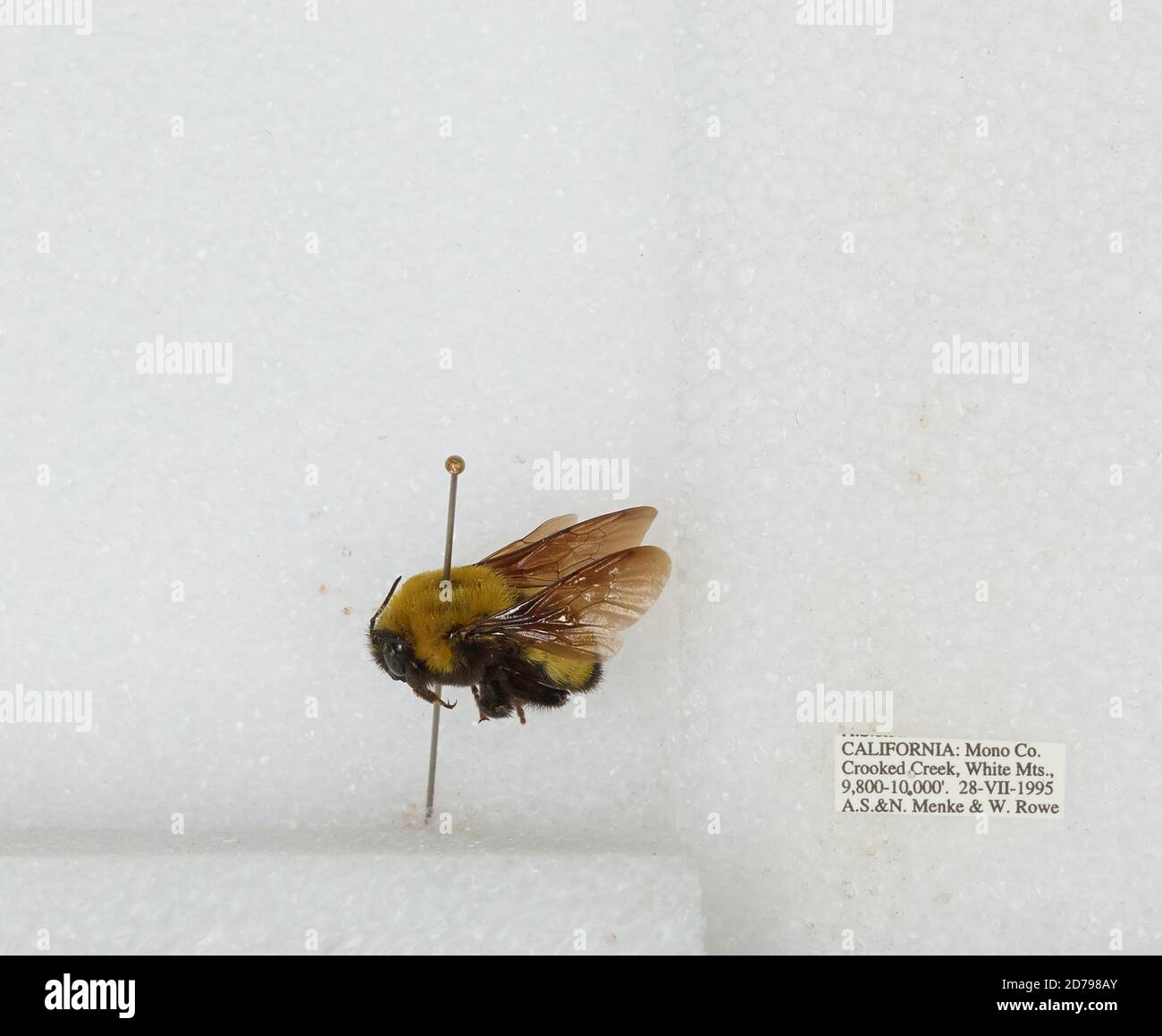 Crooked Creek, White Mountains, Mono, California, United States, Bombus ...