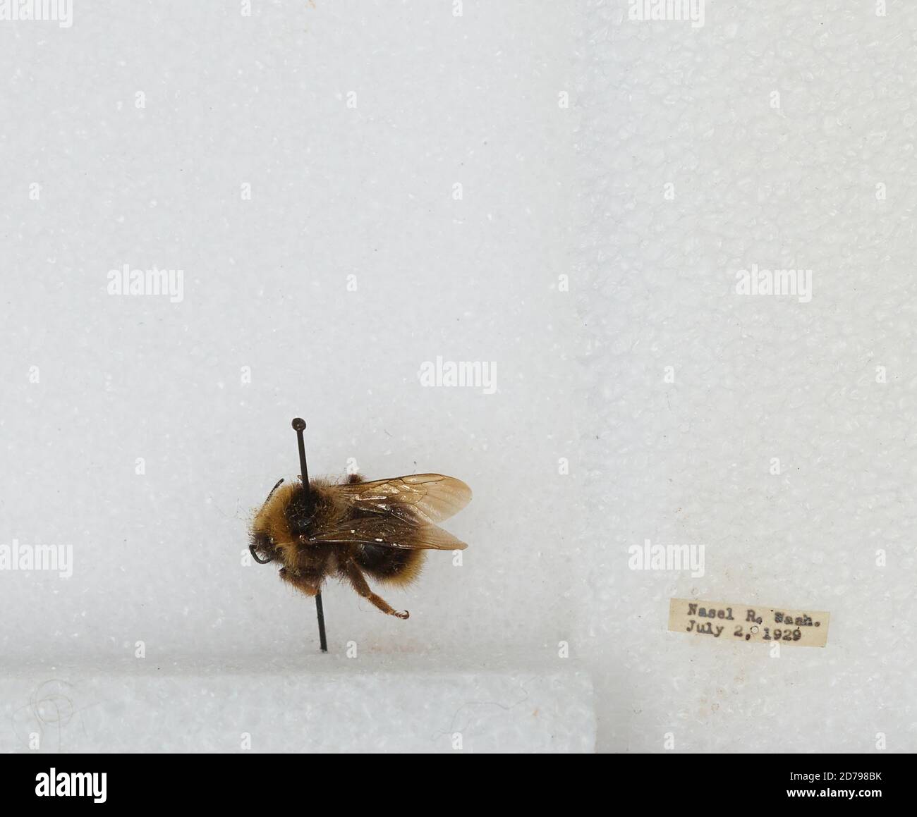 Naselle River, Washington, United States, Bombus sp., Animalia