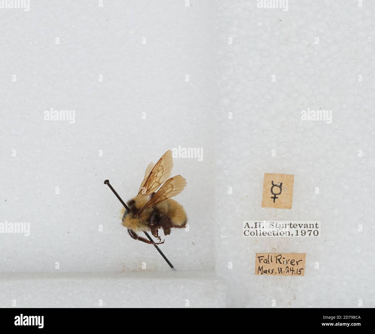 Bitol Insects Fall River, Bristol, Massachusetts, United States, Bombus sp., Animalia ...
