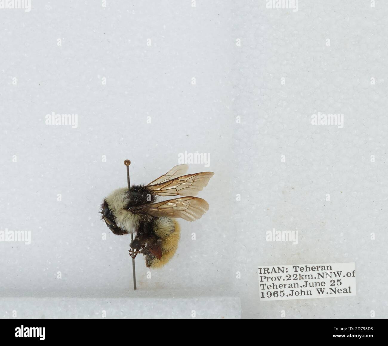 Iran Insects 22 km North Northwest of Tehran, Tehran, Iran, Bombus sp., Animalia ...