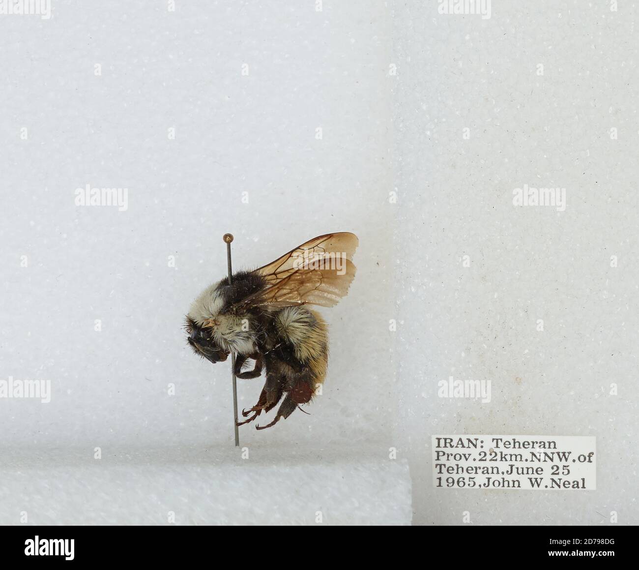 Iran Insects 22 km North Northwest of Tehran, Tehran, Iran, Bombus sp., Animalia ...
