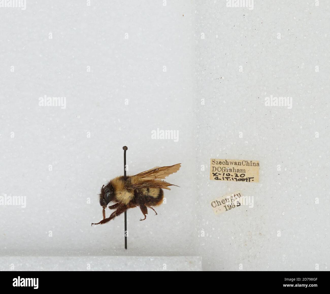 Chengdu Insects Chengdu, Sichuan, China, Bombus sp., Animalia, Arthropoda, Insecta ...