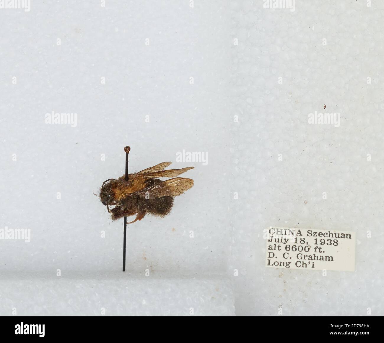 Chi Yan Insect Long Ch'i, Sichuan, China, Bombus sp., Animalia, Arthropoda, Insecta ...