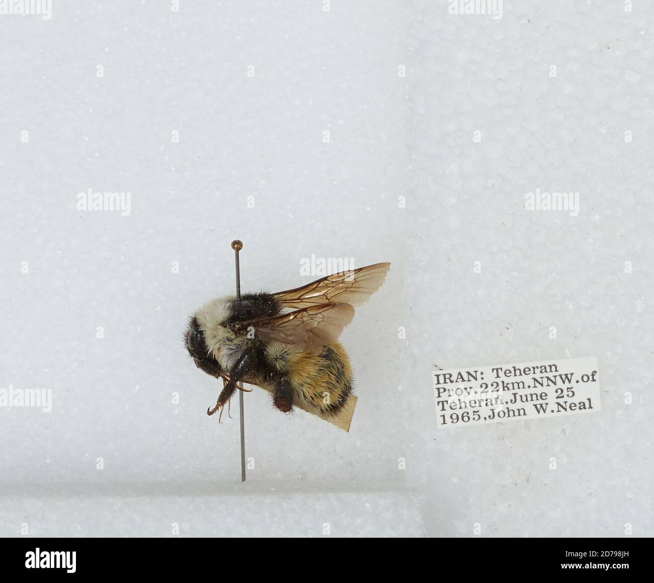 Iran Insects 22 km North Northwest of Tehran, Tehran, Iran, Bombus sp., Animalia ...
