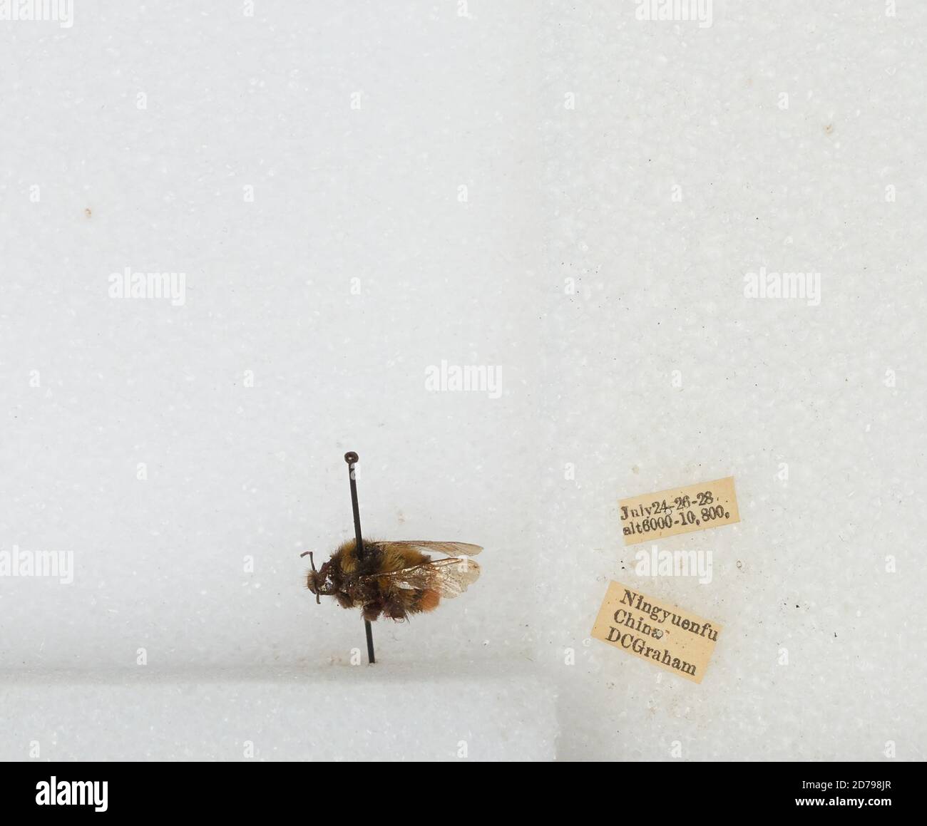 Simuchang Insect Xichang, Sichuan, China, Bombus sp., Animalia, Arthropoda, Insecta ...