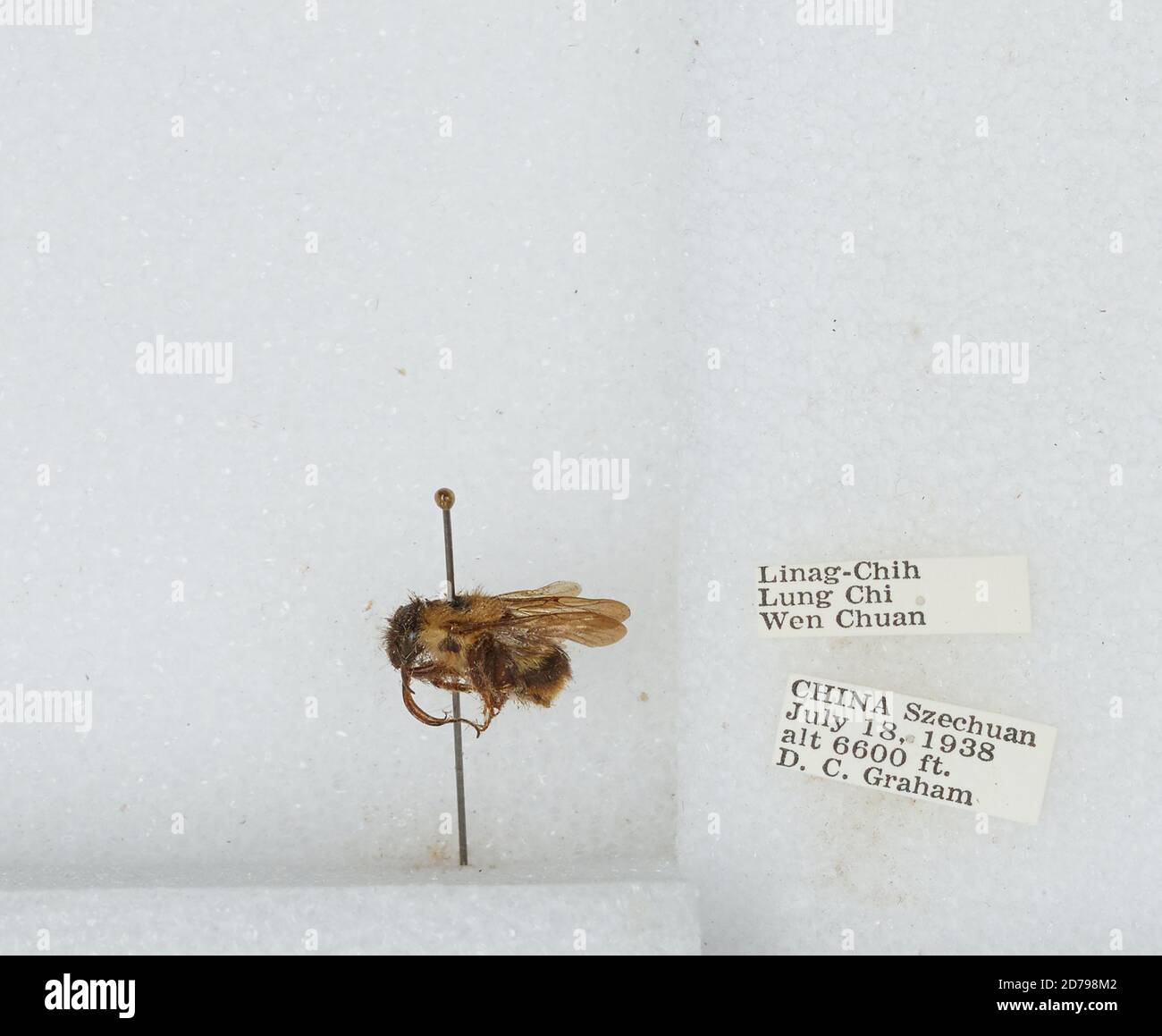 Linag-Chih, Lung Chi, Wenchuan Xian, Sichuan, China, Bombus sp ...