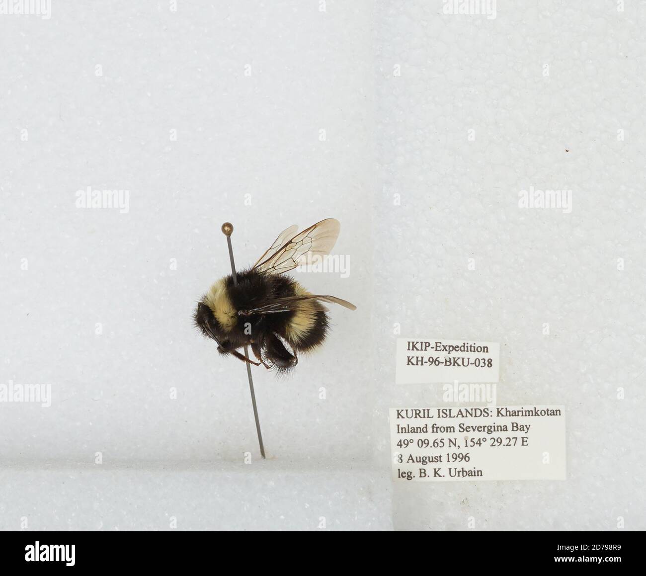 Kirli Insect Kuril Islands, Kharimkotan Island, inland from Severgina Bay, Sakhalin ...