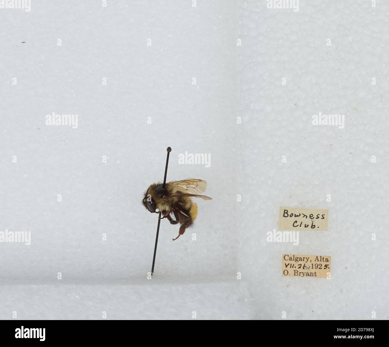 Native Calgary Insects Calgary, Alberta, Canada, Bombus sp., Animalia, Arthropoda, Insecta ...