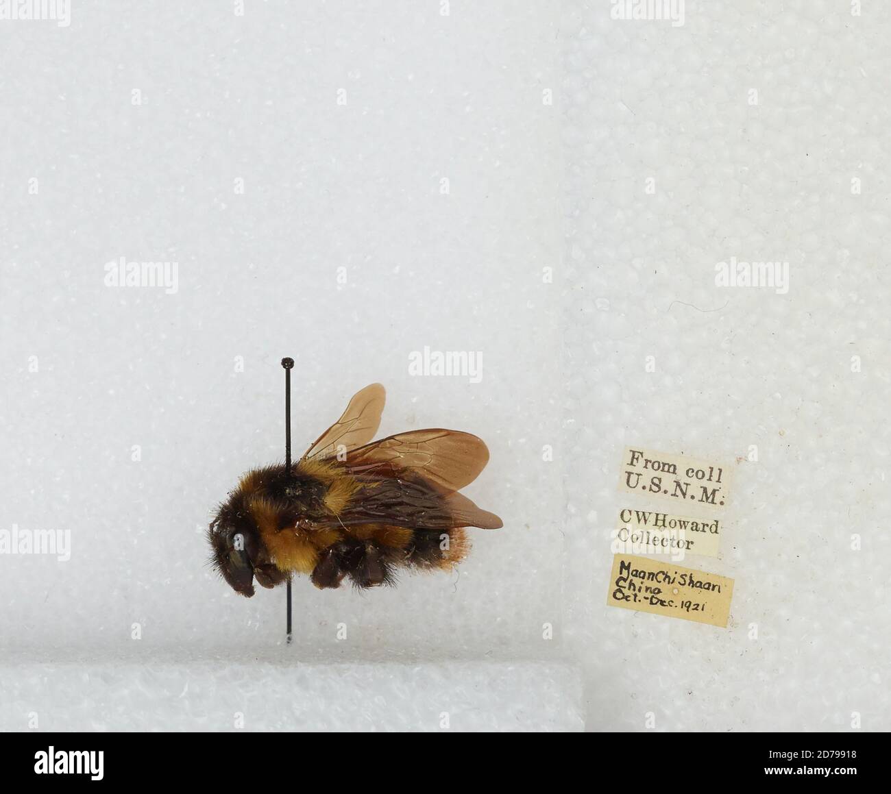 Chi Yan Insect Maan chi shaan hi-res stock photography and images - Alamy