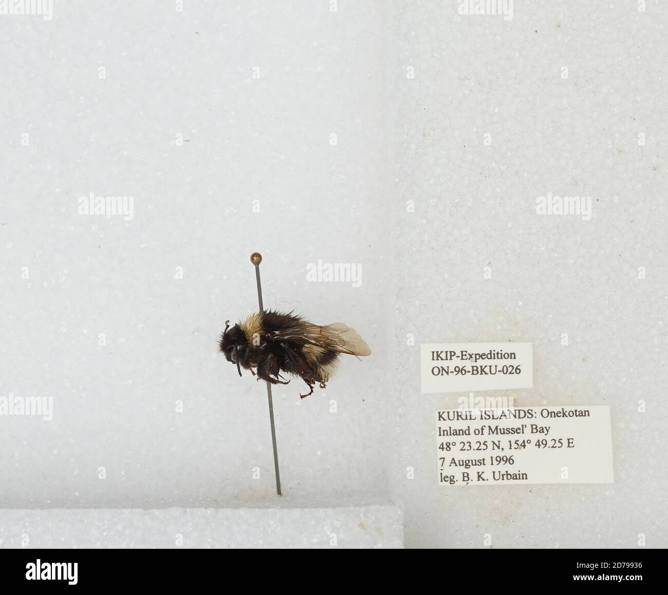Ukap Insect Kuril Islands, Onekotan Inland of Mussel' Bay, Sakhalin, Russia, Bombus ...