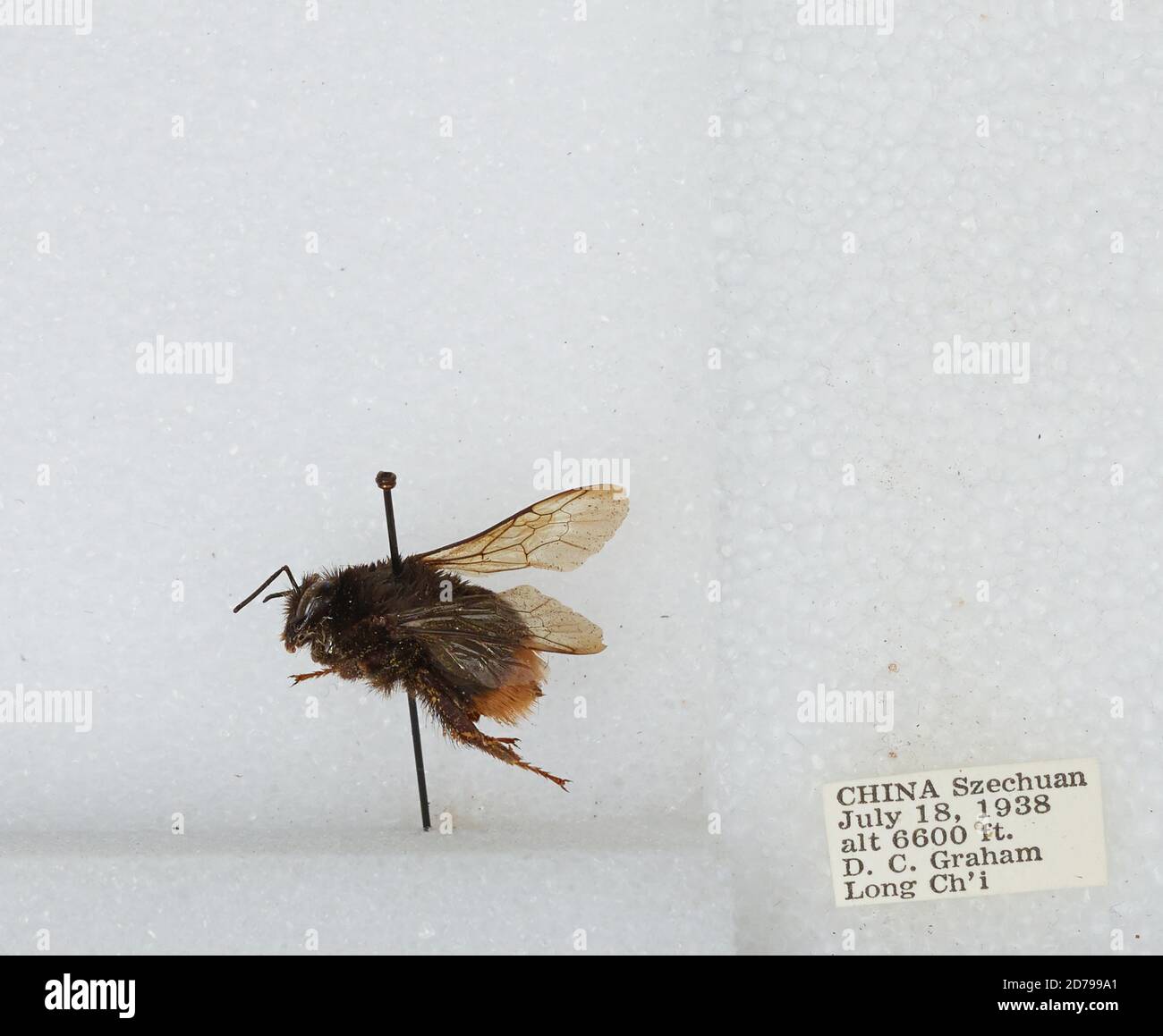 Chi Yan Insect Long Ch'i, Sichuan, China, Bombus sp., Animalia, Arthropoda, Insecta ...