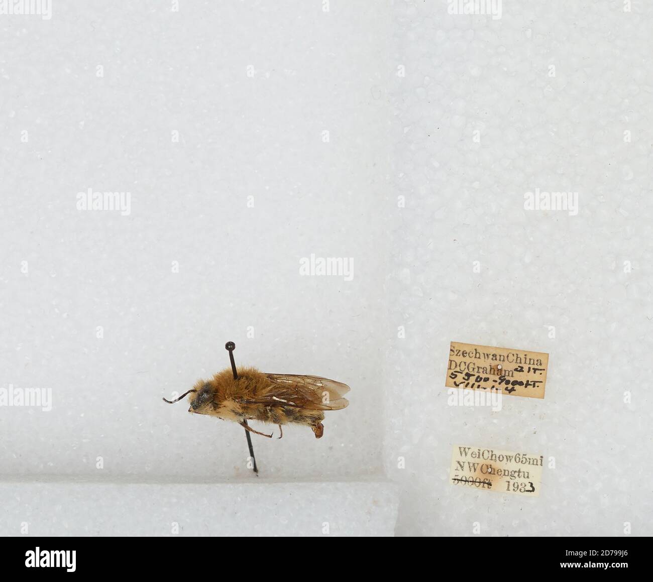 Chengtu High Resolution Stock Photography And Images Alamy