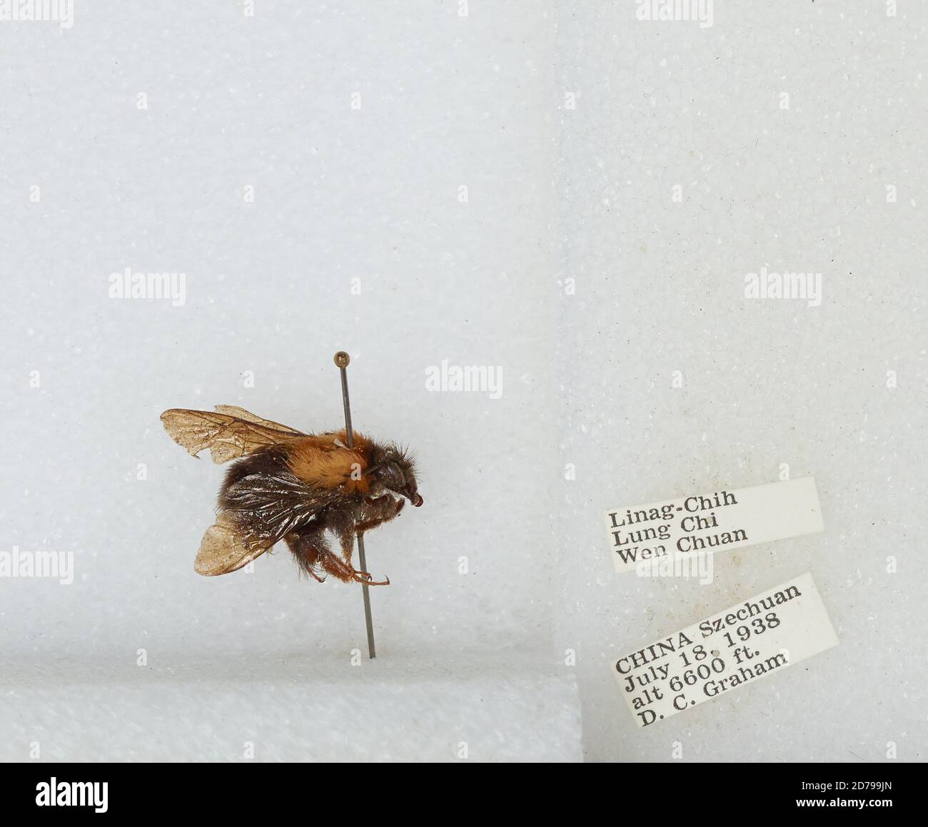 Chi Yan Insect Linag-Chih, Lung Chi, Wenchuan Xian, Sichuan, China, Bombus sp ...