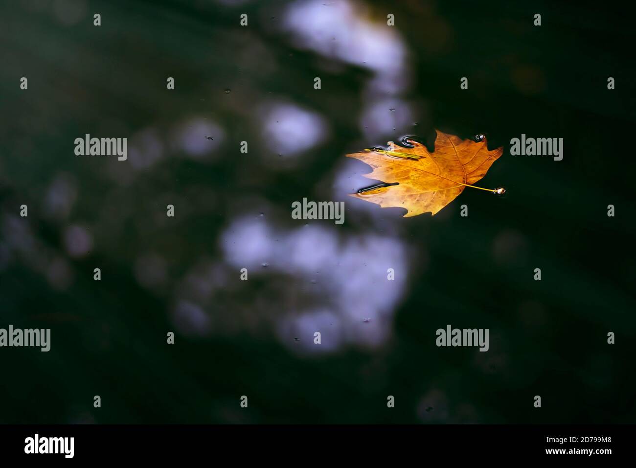 Fallen leaf floating on the water Stock Photo - Alamy