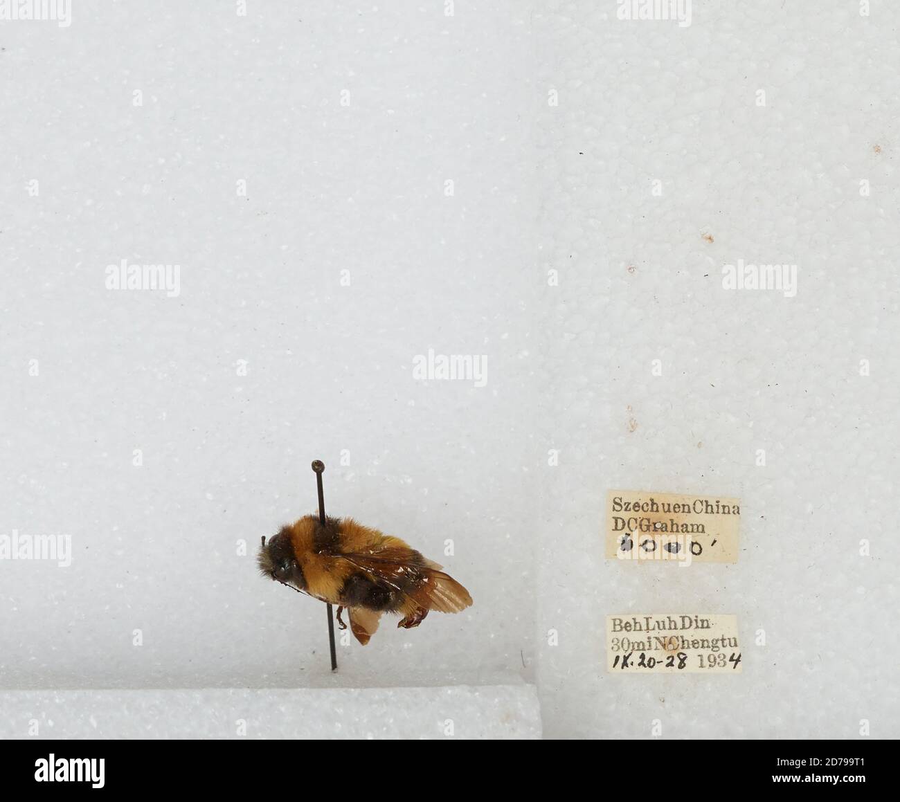 Beh Luh Din 30 mi N Chengdu, Sichuan, China, Bombus sp., Animalia, Arthropoda, Insecta, Hymenoptera, Apidae, Apinae Stock Photo