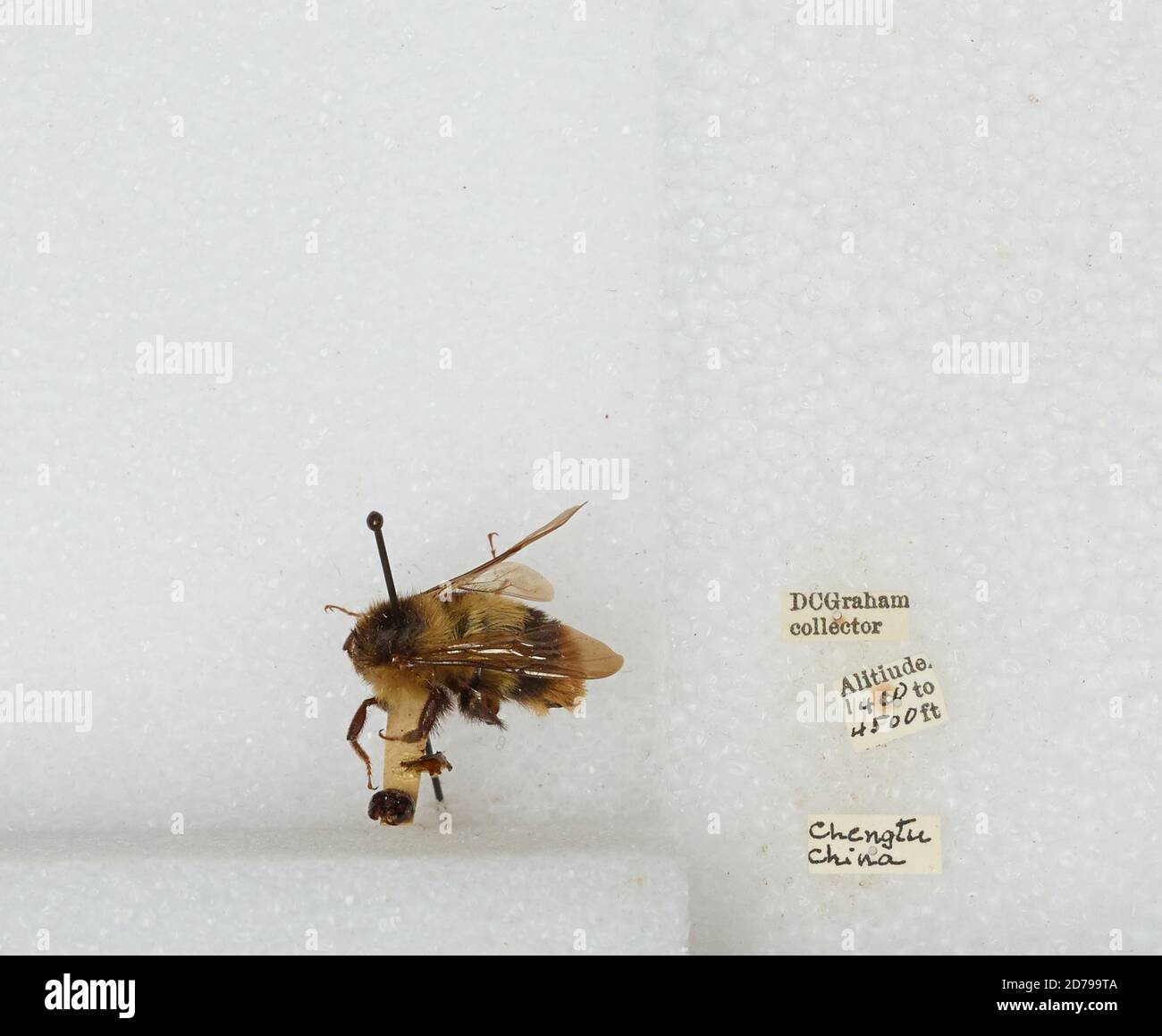 Chengdu, Sichuan, China, Bombus sp., Animalia, Arthropoda, Insecta ...