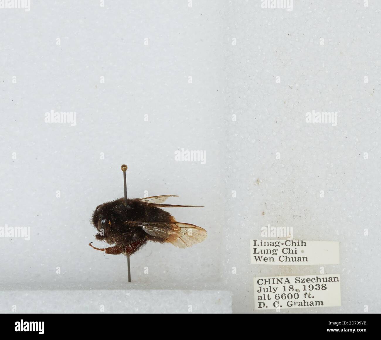 Linag-Chih, Lung Chi, Wenchuan Xian, Sichuan, China, Bombus sp ...