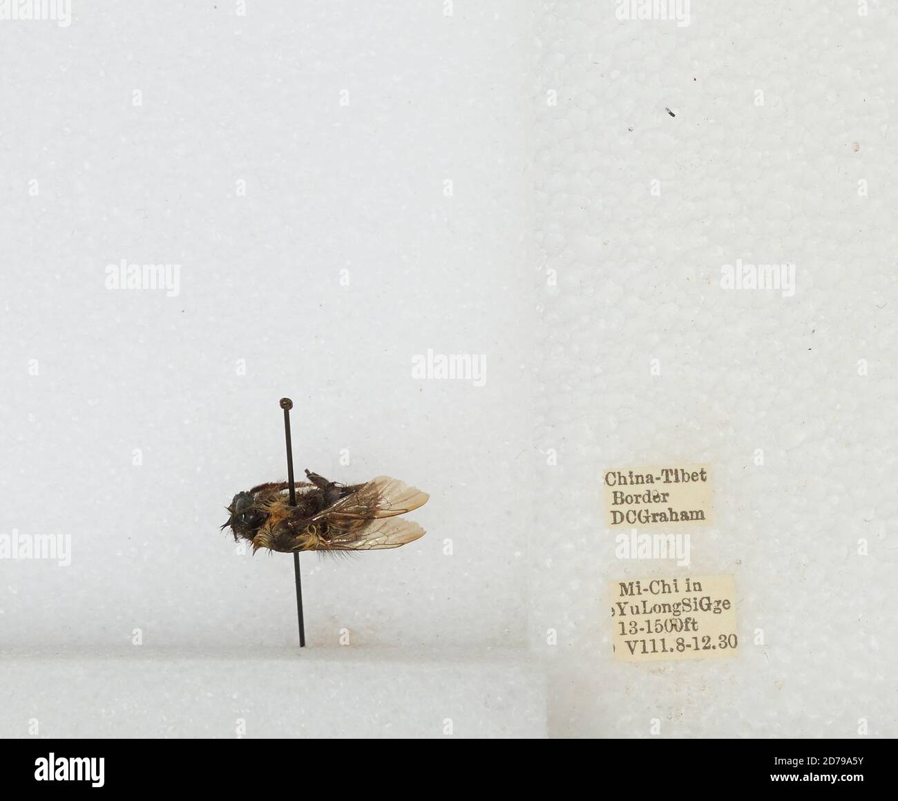 Chi Yan Insect Mi-Chi in Yu Long Si Gge, China-Tibet border, China, Bombus sp ...