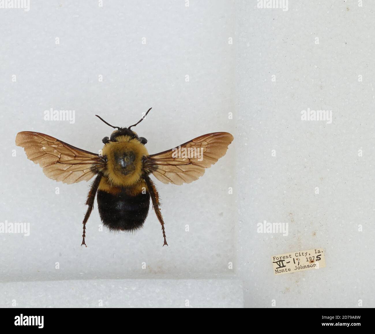 Forest City, Winnebago, Iowa, United States, Bombus sp., Animalia ...