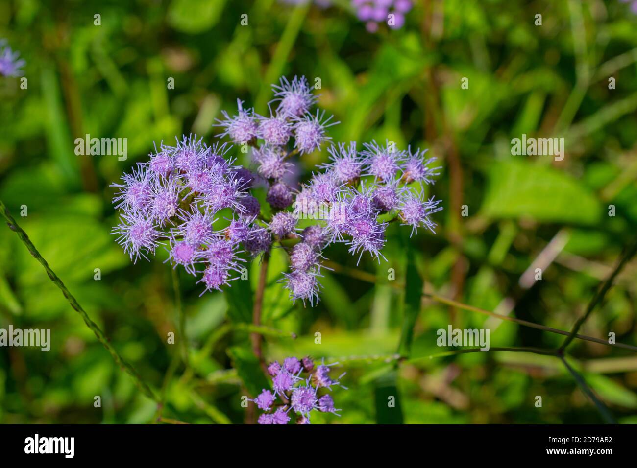 Blue mistflower growing in a field Stock Photo