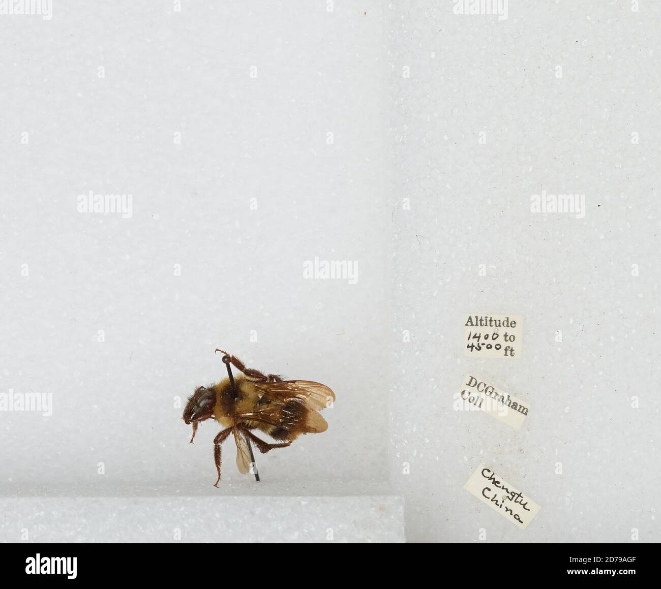 Chengdu Insects Chengdu, Sichuan, China, Bombus sp., Animalia, Arthropoda, Insecta ...