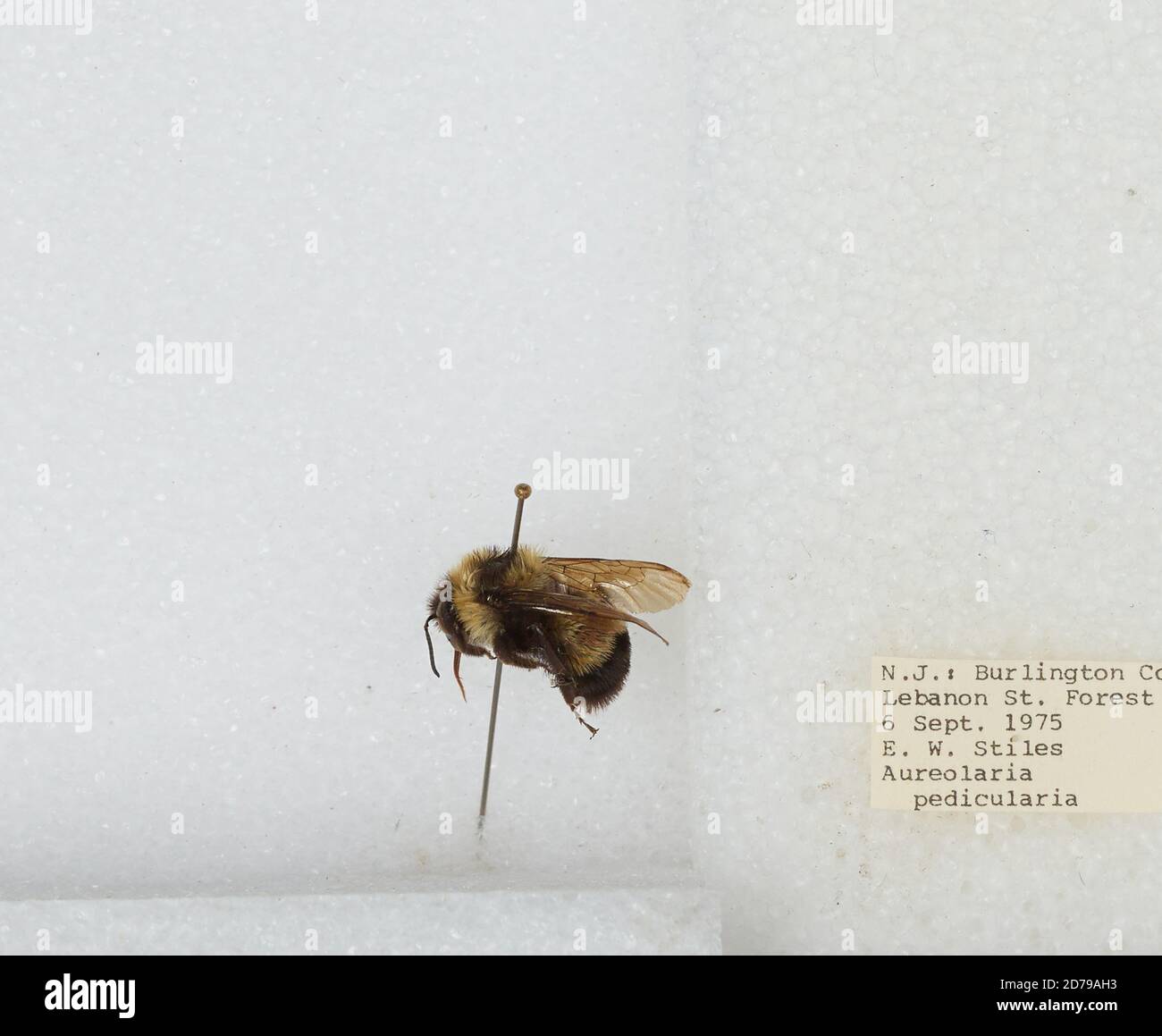 Burl Insect Lebanon State Forest, Burlington, New Jersey, United States, Bombus sp ...