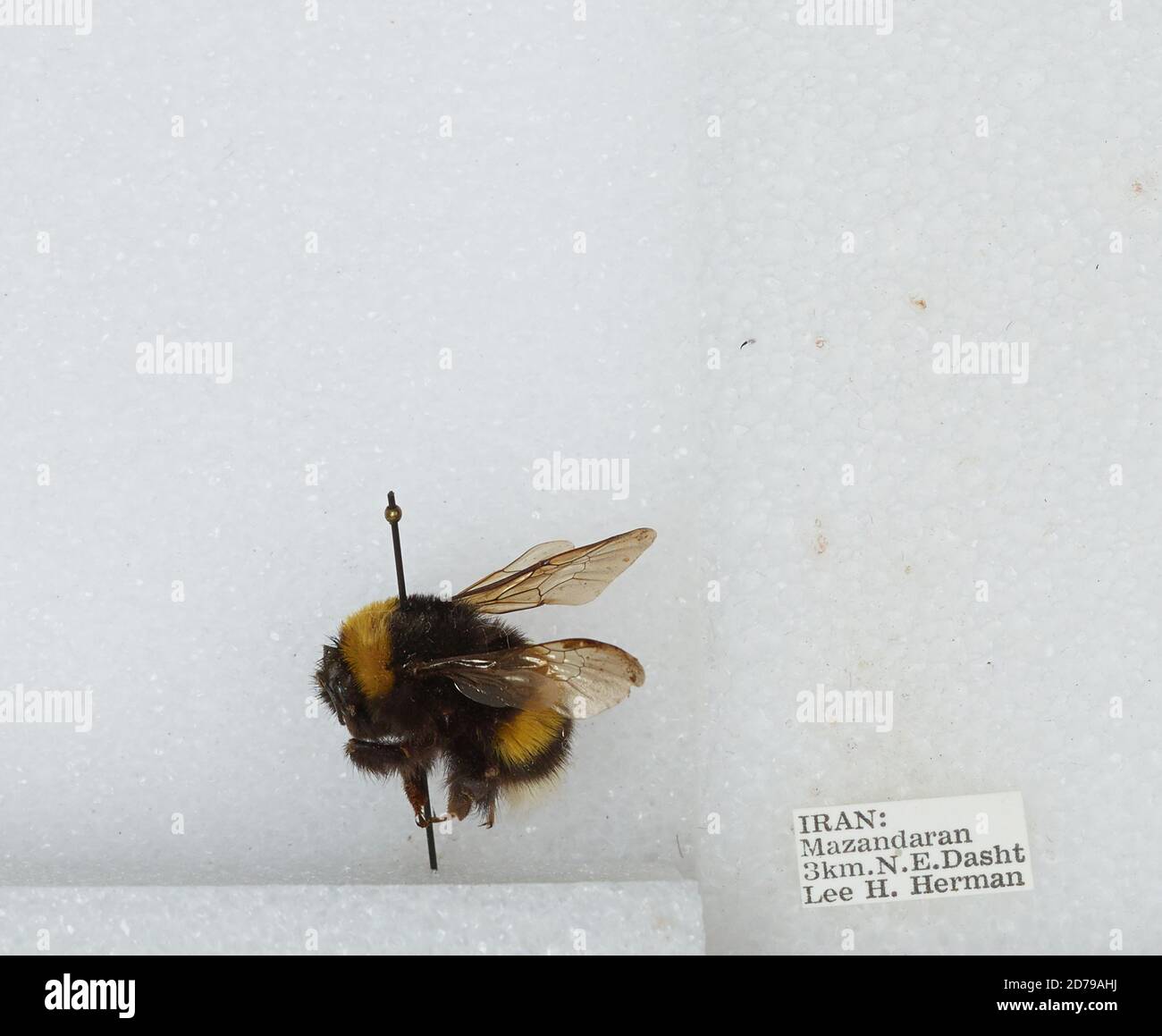 Iran Insects 3km. N.E. Dasht, Mazandaran, Iran, Bombus sp., Animalia, Arthropoda ...