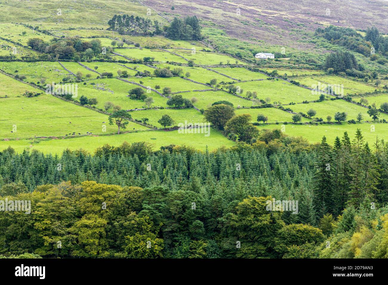 Views over green fields in the valley from Galtee Castle woods, Galtee mountains, County Limerick, Ireland Stock Photo