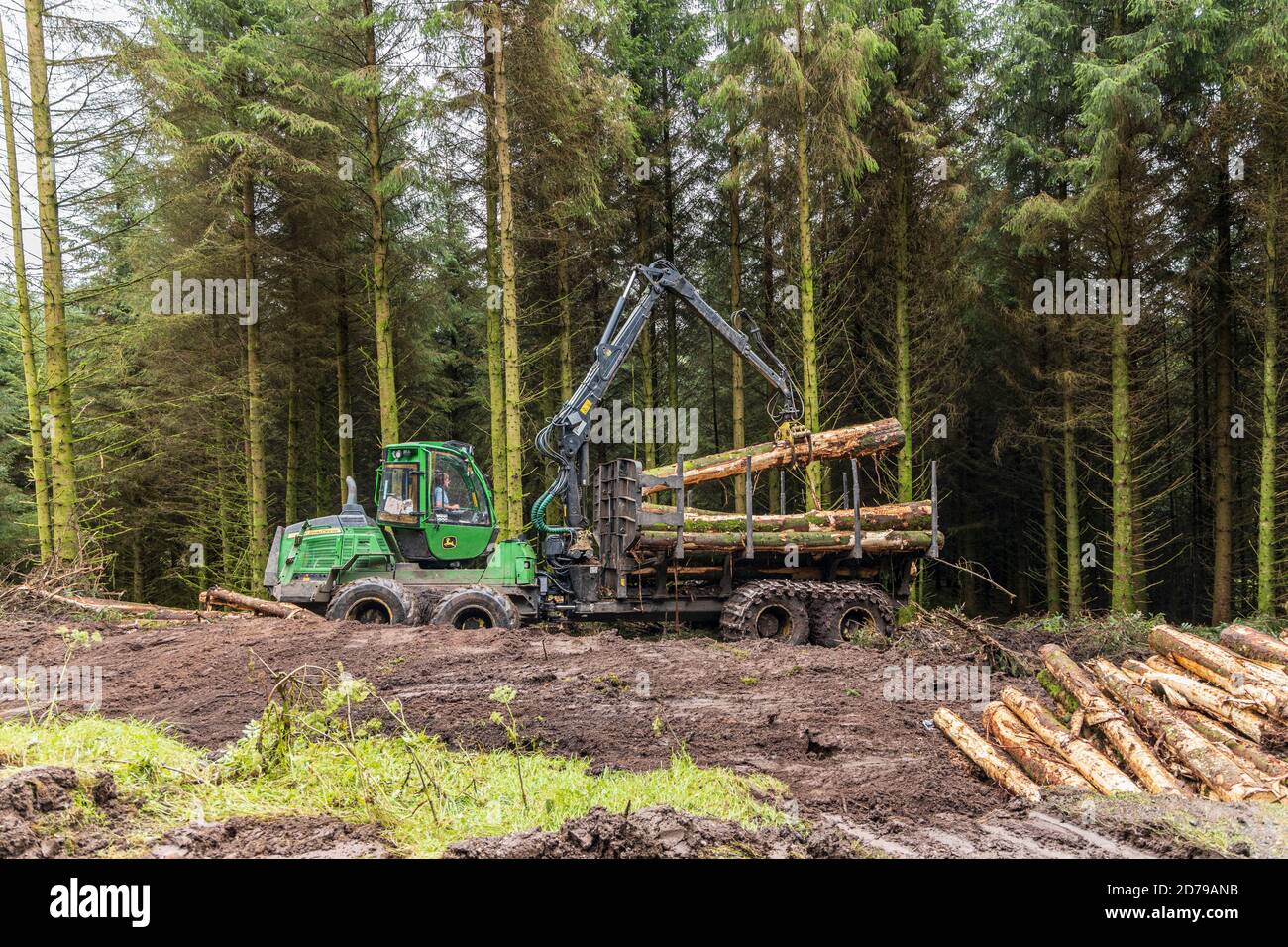Logging in the spruce forest in the Galtee mountains, County Limerick, Ireland Stock Photo
