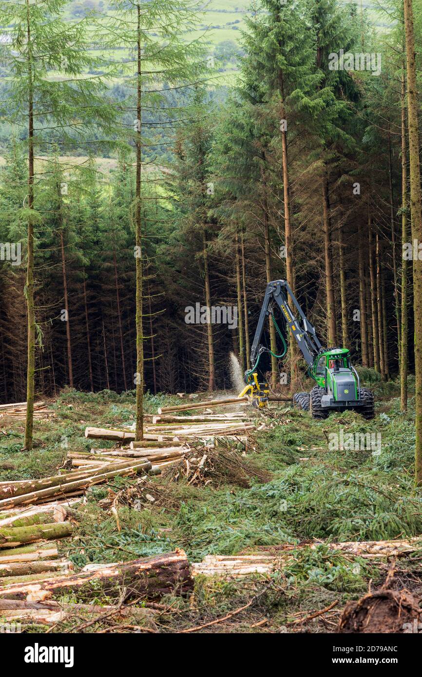 Logging in the spruce forest in the Galtee mountains, County Limerick, Ireland Stock Photo