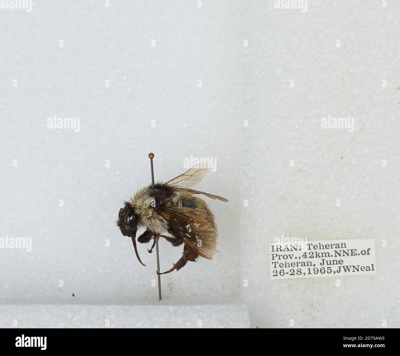 Iran Insects 42 km North Northeast of Tehran, Tehran, Iran, Bombus sp., Animalia ...