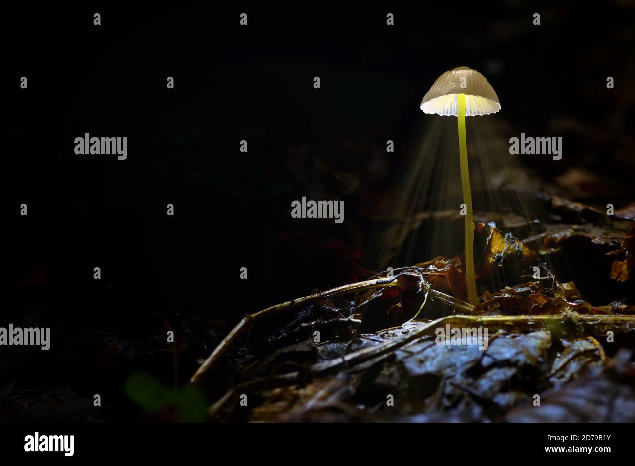 Glowing Mushroom Mycena epipterygia In Dark Forest Stock Photo - Alamy