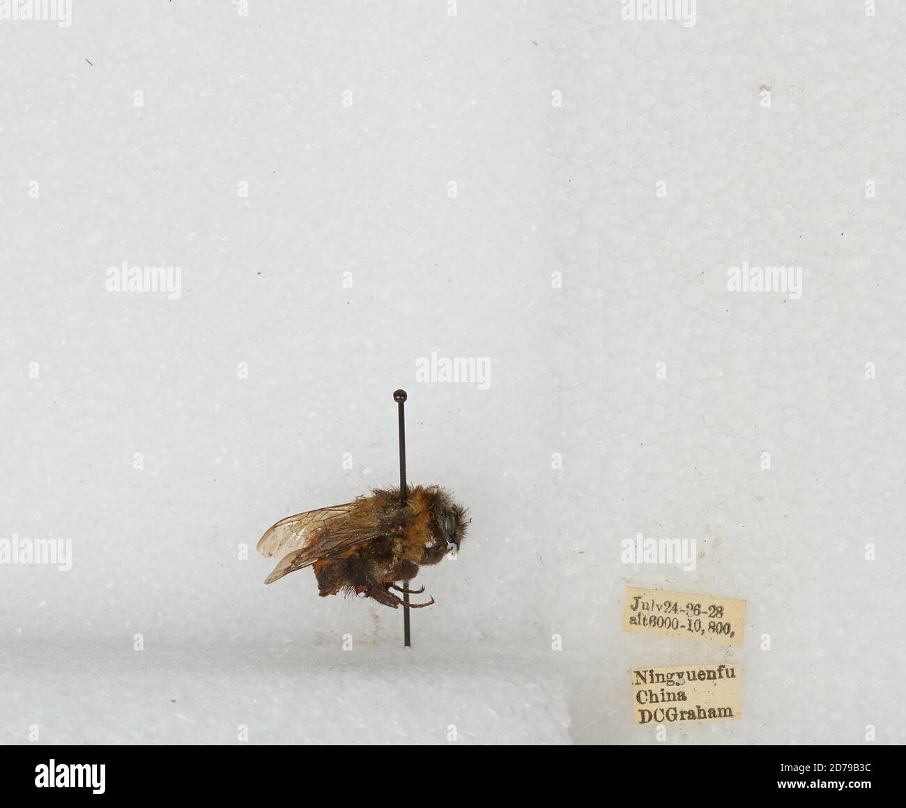 Simuchang Insect Xichang, Sichuan, China, Bombus sp., Animalia, Arthropoda, Insecta ...