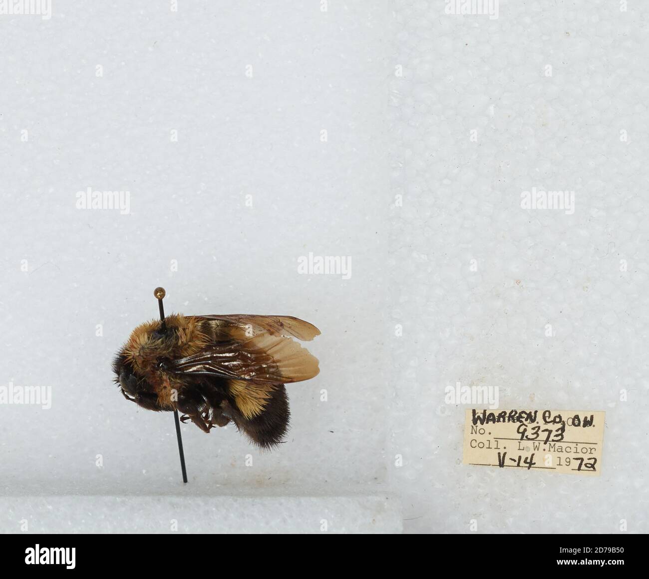 Warren, Ohio, United States, Bombus (Bombus) affinis Cresson, Animalia ...