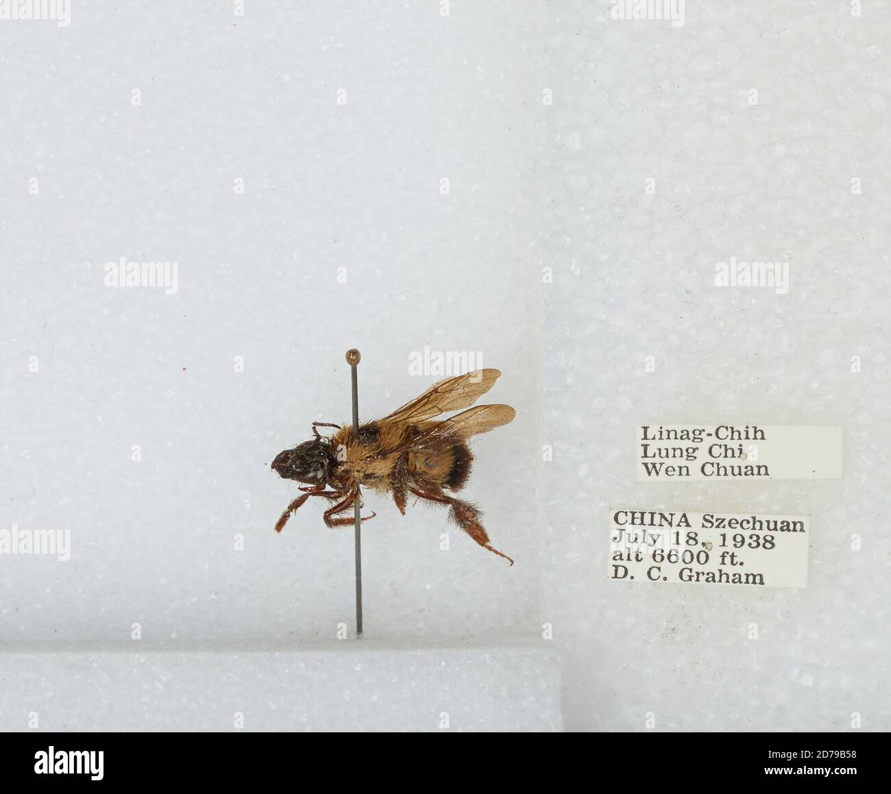 Chi Yan Insect Linag-Chih Lung Chi, Wenchuan Xian, Sichuan, China, Bombus sp ...