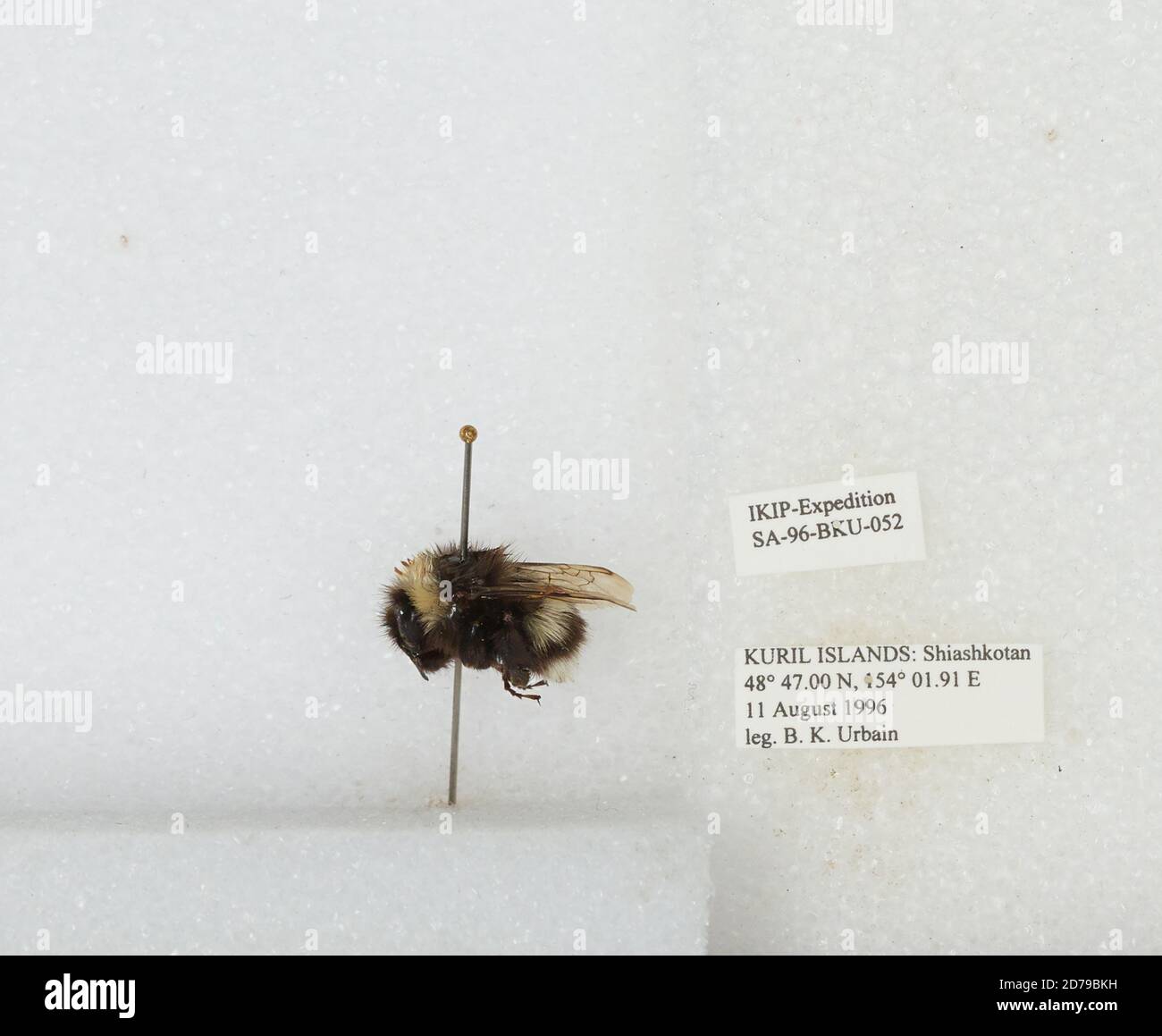 Kuril Islands, Shiashkotan Island, Sakhalin, Russia, Bombus sp ...