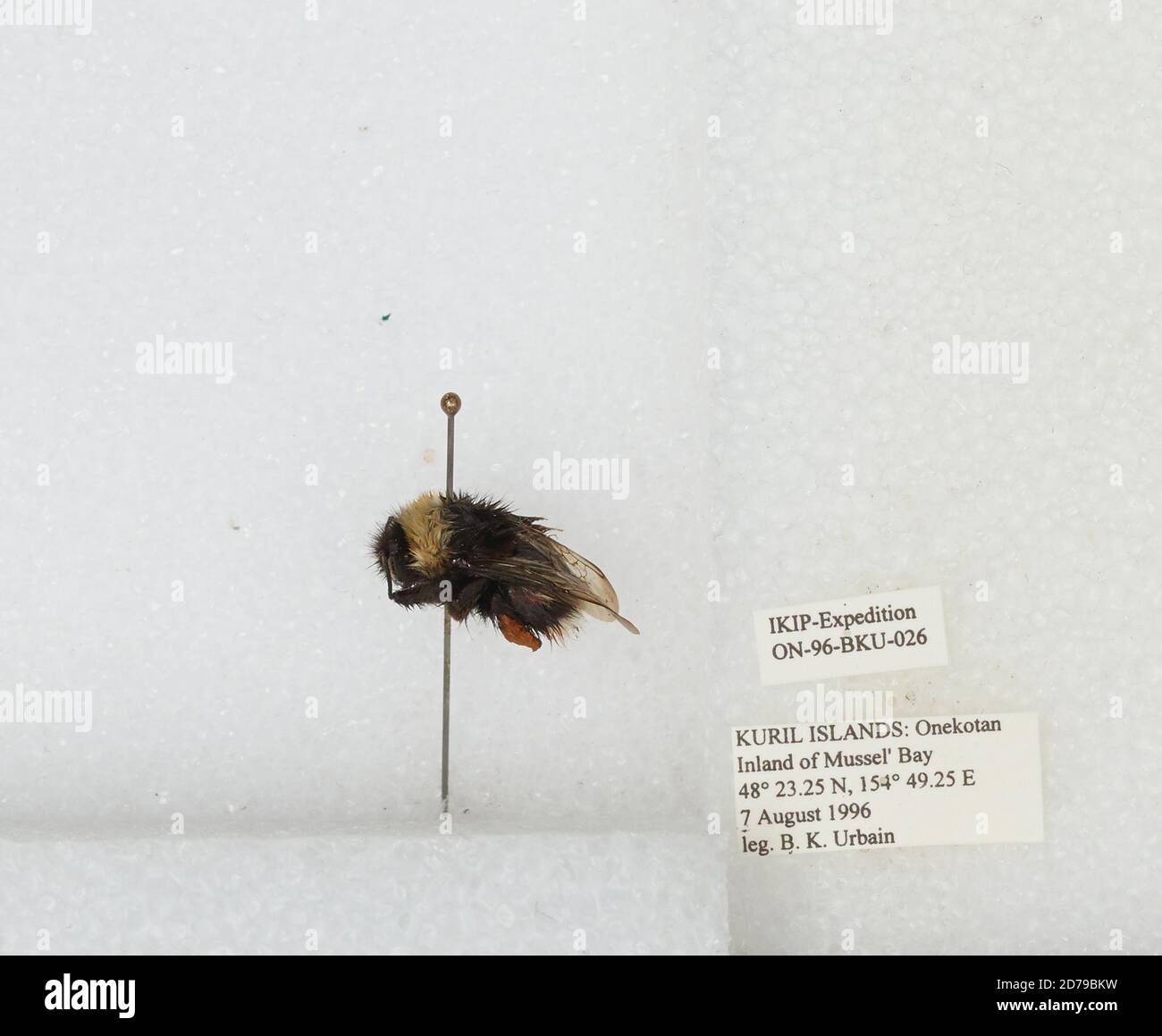 Ukap Insect Kuril Islands, Onekotan Inland of Mussel' Bay, Sakhalin, Russia, Bombus ...