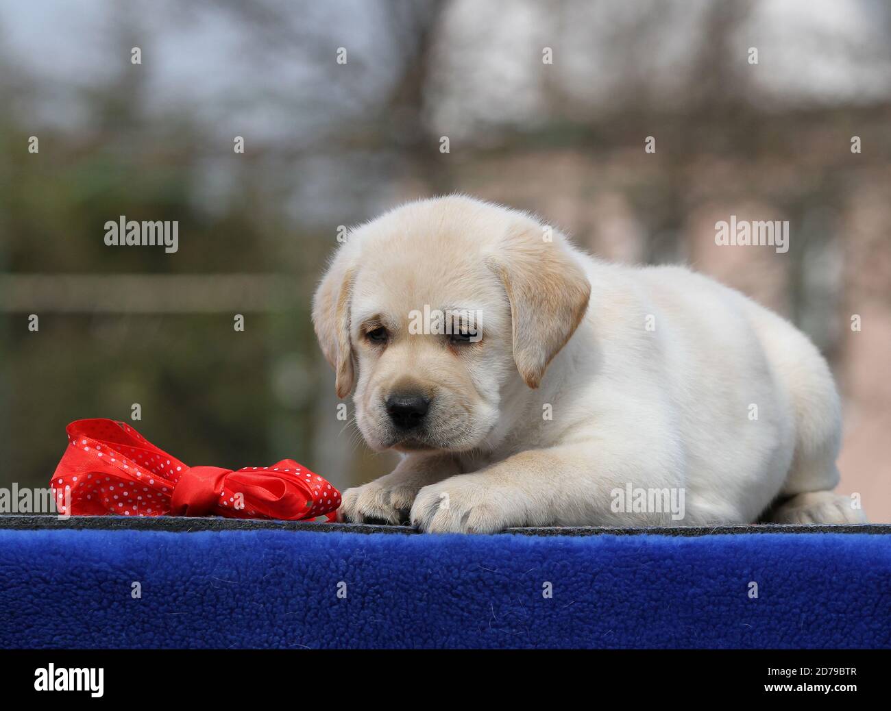 yellow labrador puppy on the blue background Stock Photo - Alamy