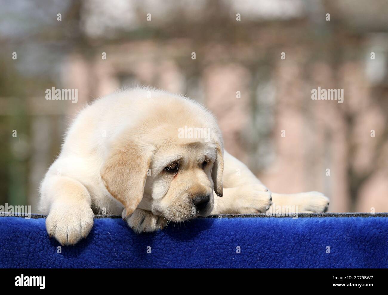 a yellow labrador puppy on the blue background Stock Photo - Alamy