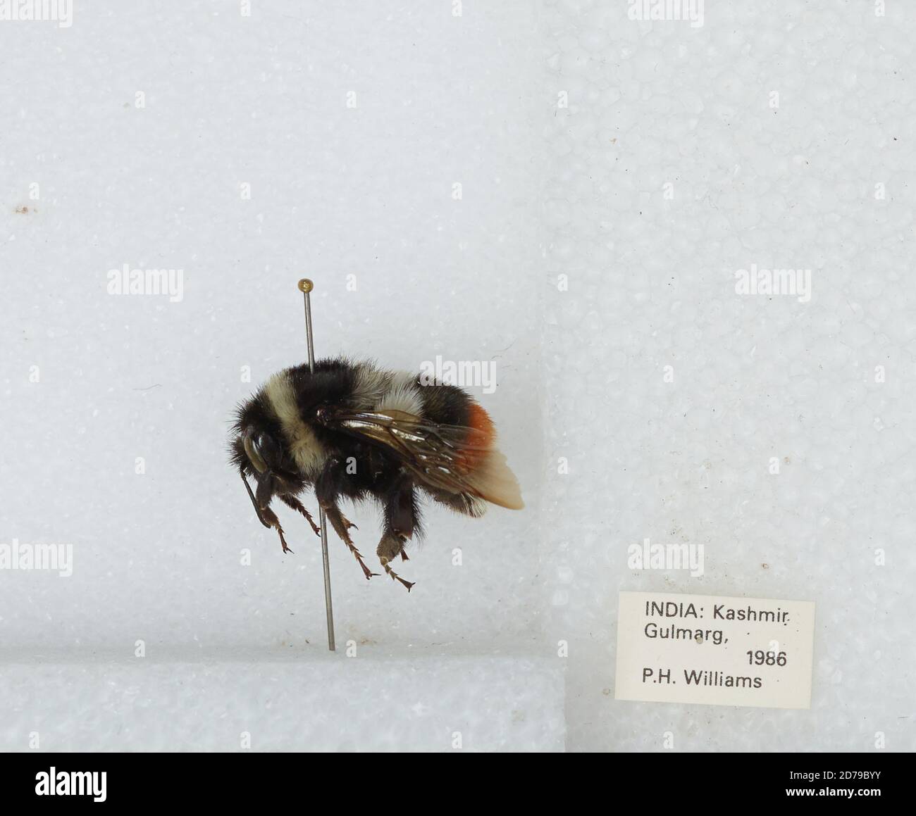 Bhumro Insect Gulmarg, Kashmir, India, Bombus sp., Animalia, Arthropoda, Insecta ...