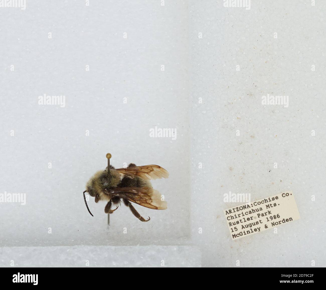 Chiricahua Mountains, Rustler Park, Cochise, Arizona, United States, Bombus sp., Animalia