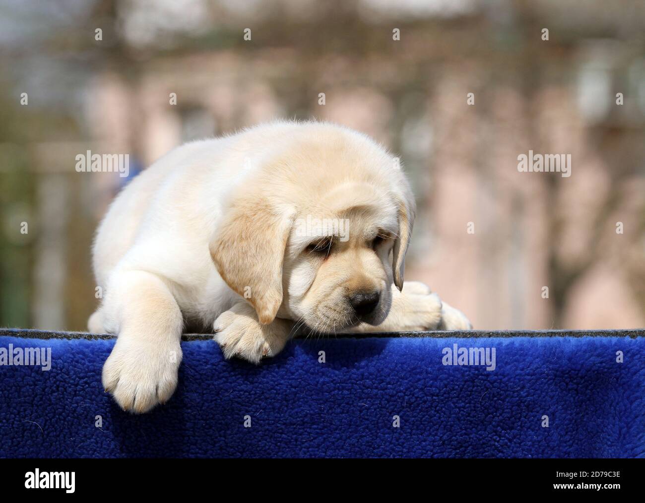 the yellow labrador puppy on the blue background Stock Photo - Alamy