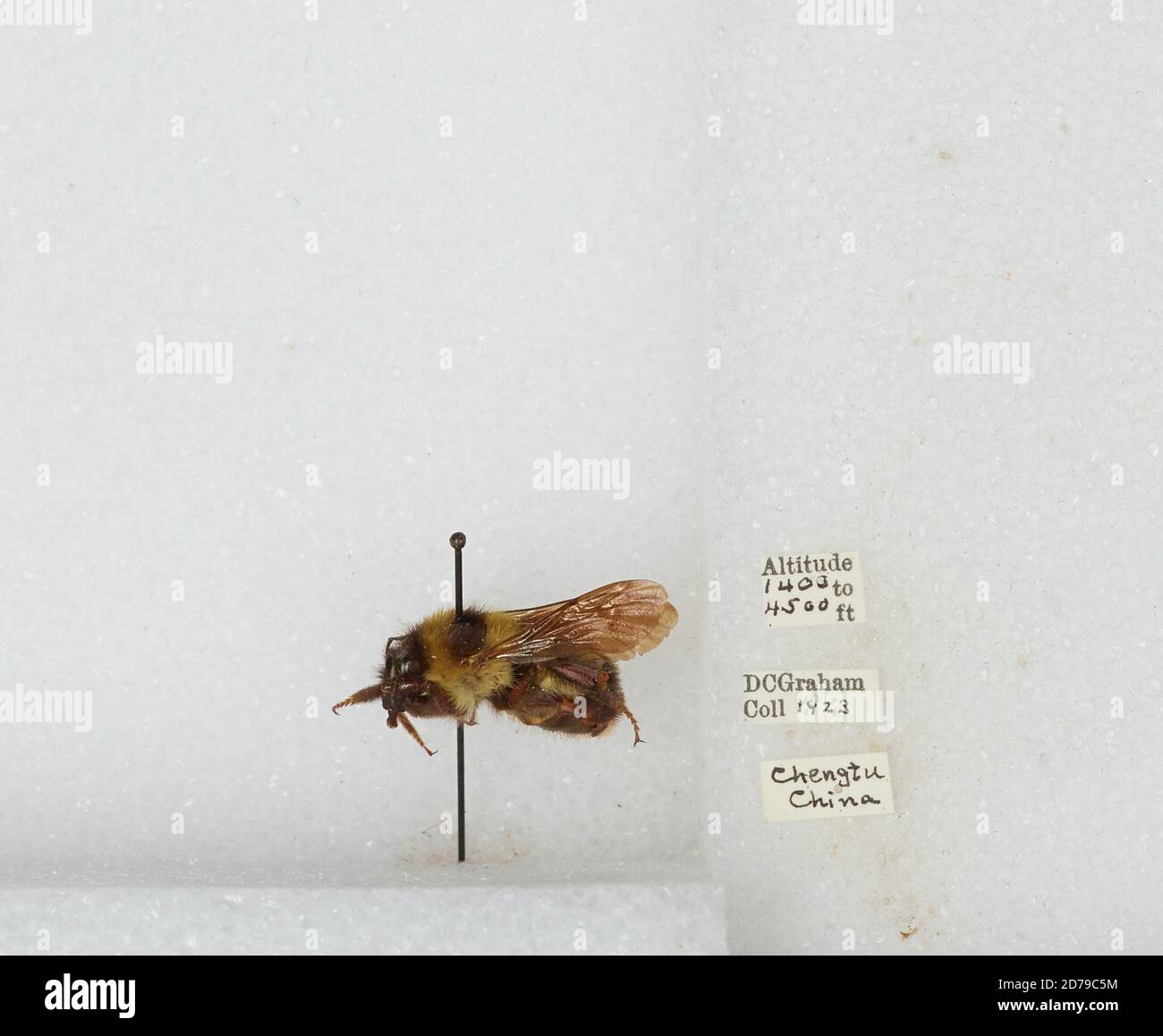 Chengdu Insects Chengdu, Sichuan, China, Bombus sp., Animalia, Arthropoda, Insecta ...